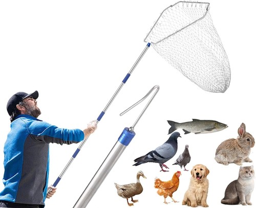 Chicken catching net - chicken,