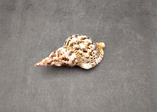 Caribbean triton seashell - caribbean,