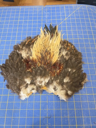 Bl105 rooster chicken - bl105, feathers