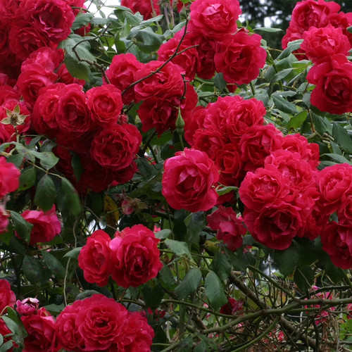 100 red rose seeds - rose,