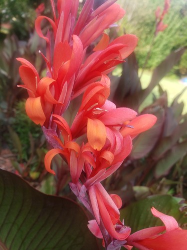 Canna bulbs red - canna,