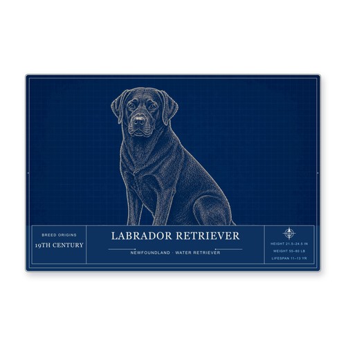 Labrador retriever dog - labrador,
