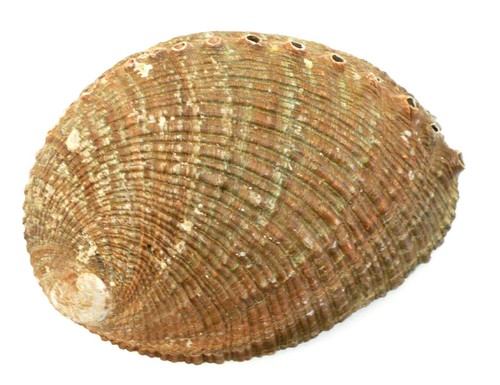 One large red abalone - one,