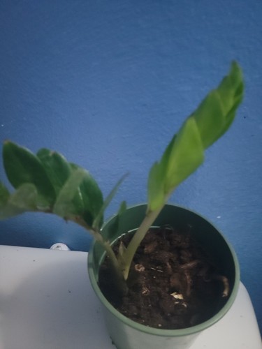 Zamioculcas zamiifolia zz - zamiifolia,