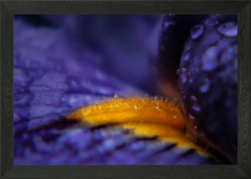Purple iris framed - 5, art