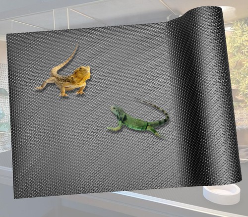 Reptile carpet bearded - bearded, dragon