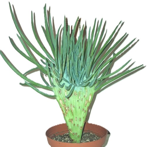 Crested senecio vitalis - vitalis,