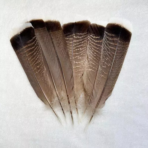 Beautiful pcs natural eagle - natural,