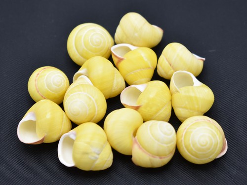 Small yellow land snail - 12,