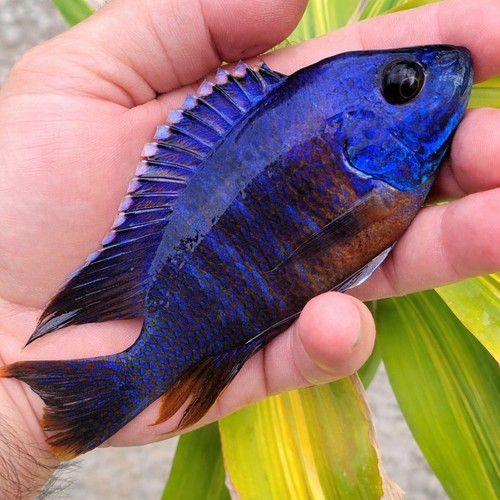 Apache peacock cichlid - cichlid, 6”
