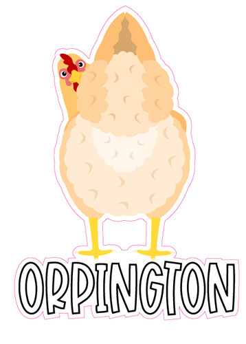 Orpington chicken hen heritage - chicken,
