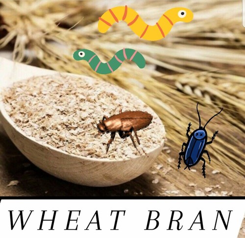 Wheat bran bedding gut load - wheat,