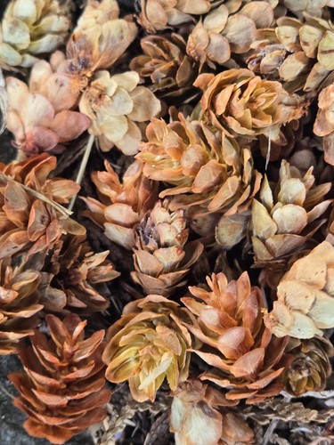 Natural hemlock cones mini - hemlock,
