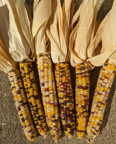 Ears indian corn 9 - ,