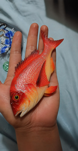 Red snapper fish - red,