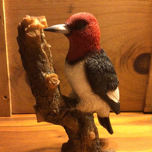 Nature gallery red headed - nature’s,