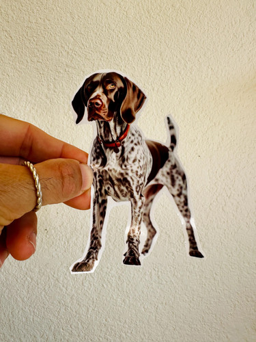 German shorthaired pointer - german,