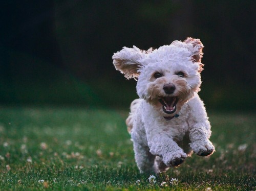 Fluffy cockapoo puppy - puppy, dog
