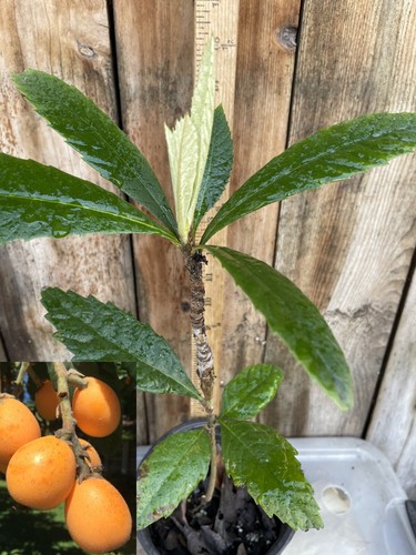 Seedling grafted perennial - 1,