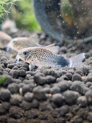 Smudge spot aka violet cory - aka,
