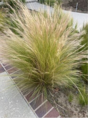 Mexican feather grass - grass, 5