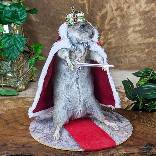 Rat king taxidermy - rat, décor