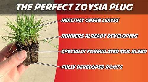 Zoysia grass plugs two - zoysia, =