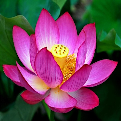 Sacred lotus flower seeds - sacred,