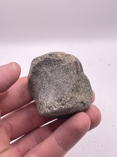Carolina fossil whale - fossil,