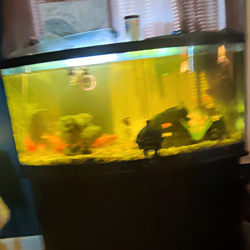Top fin gallon bowfront - 36,