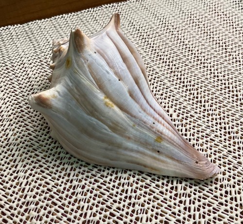 Large atlantic lightning - lightning, whelk