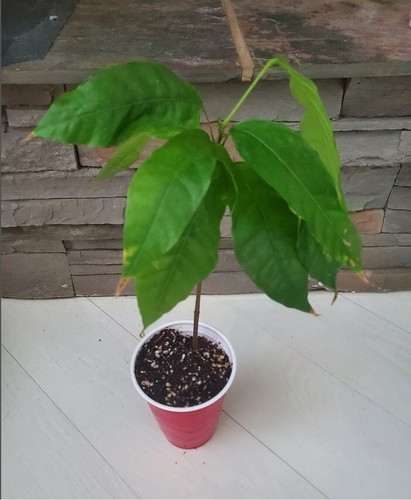Live criollo cocoa - 1,