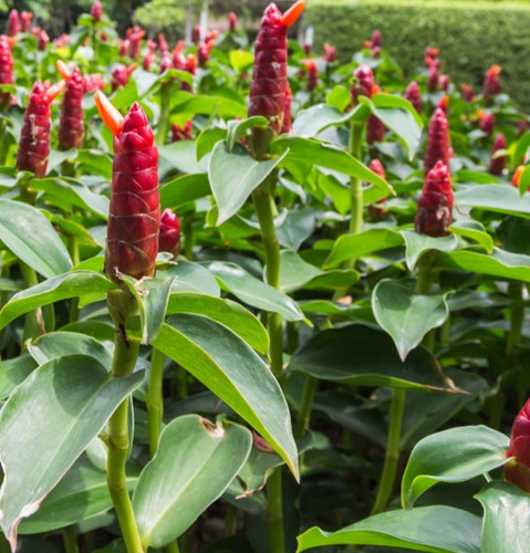 Live shampoo ginger - live, plants