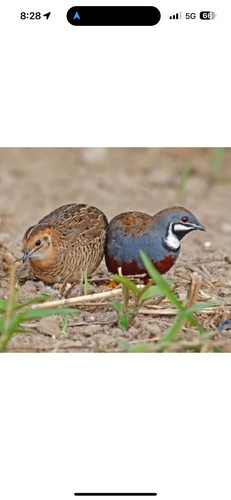 Button quail rarest colors - button,