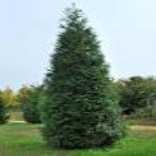 Green giant arborvitae fast - green, arborvitae,