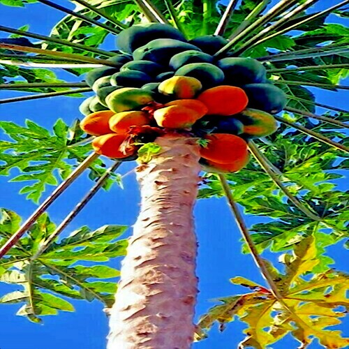 Caribbean red lady carica - 20,