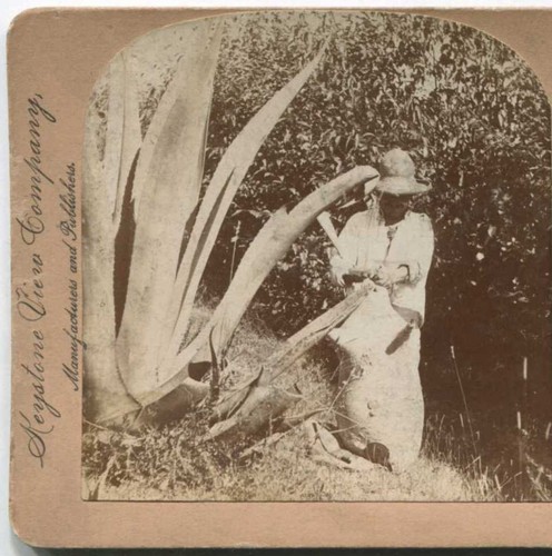 Pulque extraction skin - extraction,