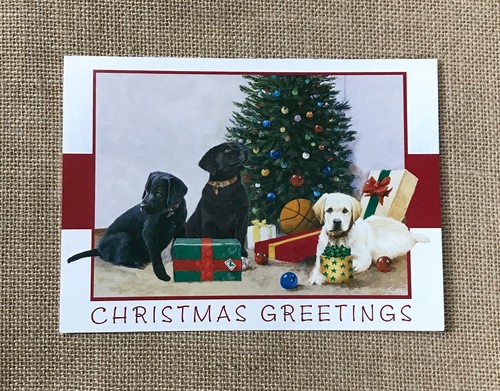 Jim killen pups labrador - killen,