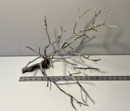 Manzanita driftwood reptile - manzanita,