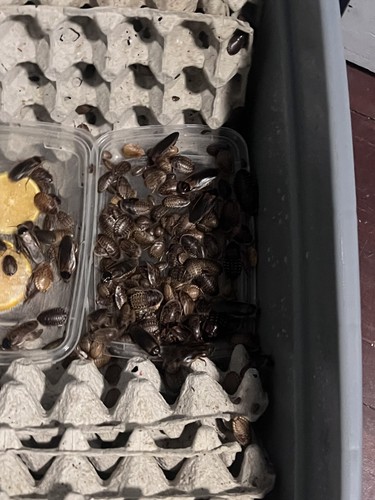 Dubia roaches small - roaches,
