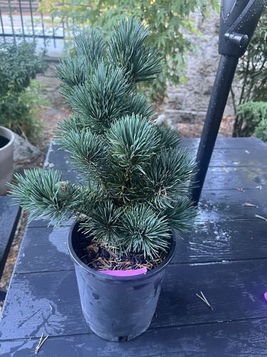 Japanese aoi white pine - japanese,