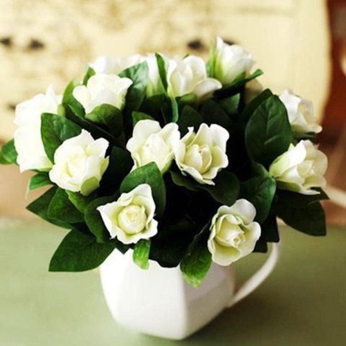 Seeds small white gardenia - seeds,