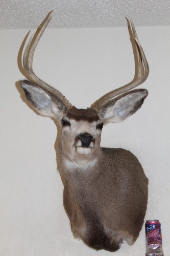 Mule deer head - deer, mount