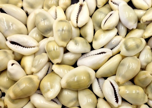 Money cowrie seashells bulk - cowrie,