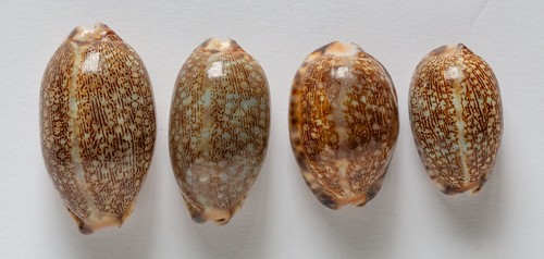 Cypraea maurita arabica - cypraea,