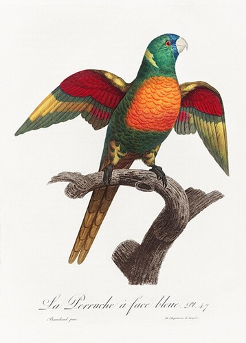 Blue headed parrot pionus - parrot,,