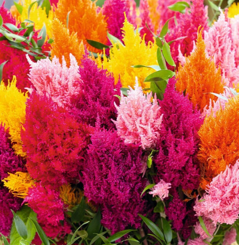Celosia pampas plume flower - pampas,