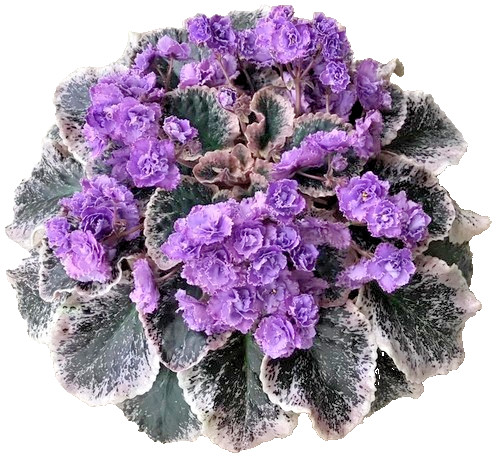 African violet plant hunters - violet,