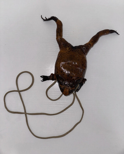 Preserved taxidermy frog - taxidermy, hide