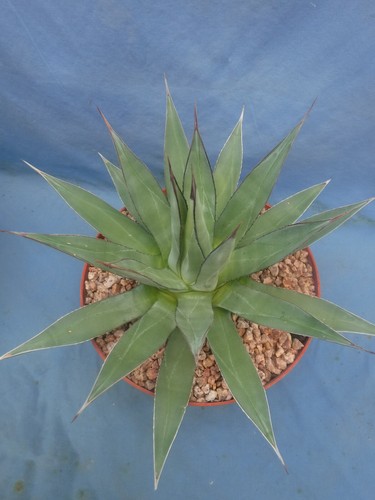 Agave hybrid blue - "blue, ember"